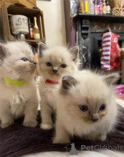 Foto №1. ragdoll-katze - zum Verkauf in der Stadt Görlitz | 350€ | Ankündigung № 154973