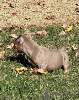 Foto №2 zu Ankündigung № 158585 zu verkaufen american bully - einkaufen Großbritannien quotient 	ankündigung