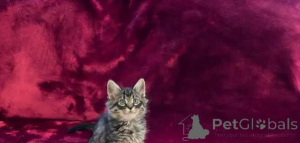 Foto №1. sibirische katze - zum Verkauf in der Stadt Überllenlen | 580€ | Ankündigung № 175999