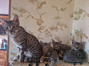 Foto №2 zu Ankündigung № 118537 zu verkaufen savannah-katze - einkaufen Estland züchter