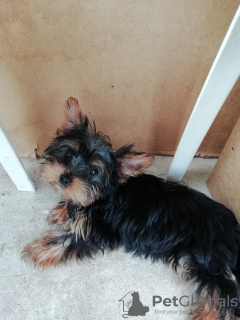 Foto №4. Ich werde verkaufen biewer terrier, yorkshire terrier in der Stadt Tallinn. quotient 	ankündigung, vom kindergarten, züchter - preis - 450€