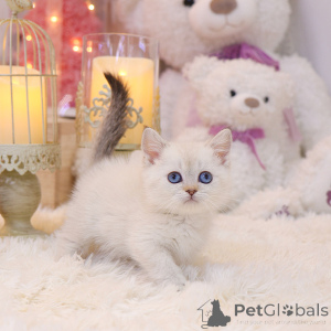 Foto №2 zu Ankündigung № 152256 zu verkaufen munchkin - einkaufen USA züchter