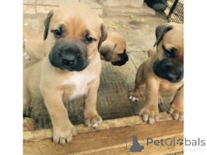 Foto №1. boerboel - zum Verkauf in der Stadt Hallstat | 350€ | Ankündigung № 170142