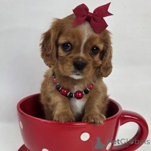 Foto №2 zu Ankündigung № 159135 zu verkaufen cavalier king charles spaniel - einkaufen Schweiz quotient 	ankündigung