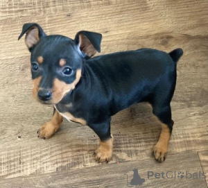 Foto №1. zwergpinscher - zum Verkauf in der Stadt Poti | verhandelt | Ankündigung № 174929