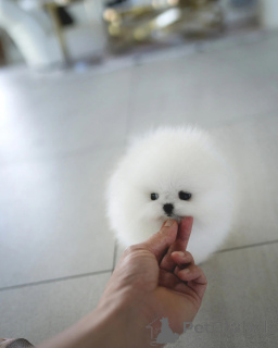 Foto №1. pommersche spitz - zum Verkauf in der Stadt Berlin | verhandelt | Ankündigung № 155016