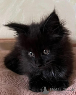 Foto №2 zu Ankündigung № 150611 zu verkaufen maine-coon-katze - einkaufen Deutschland aus dem tierheim, züchter