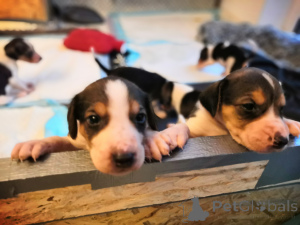 Foto №1. russischer jagdhund - zum Verkauf in der Stadt Hamburg | verhandelt | Ankündigung № 166243