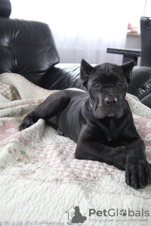 Foto №4. Ich werde verkaufen cane corso italiano in der Stadt Brest. quotient 	ankündigung - preis - 231€