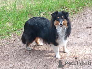 Foto №4. Ich werde verkaufen shetland sheepdog in der Stadt Skalice u České Lípy. vom kindergarten, züchter - preis - verhandelt
