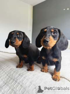 Foto №1. dackel - zum Verkauf in der Stadt Aleksandria | verhandelt | Ankündigung № 158432