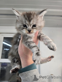 Foto №3. Mainecoon. Großbritannien