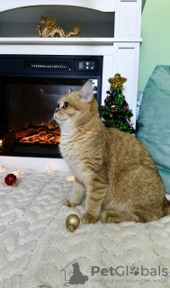 Foto №2 zu Ankündigung № 85502 zu verkaufen britisch kurzhaar - einkaufen USA quotient 	ankündigung