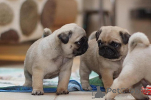 Foto №1. mops - zum Verkauf in der Stadt Höxter | 580€ | Ankündigung № 175221