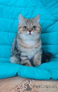 Foto №2 zu Ankündigung № 137005 zu verkaufen schottische faltohrkatze - einkaufen Russische Föderation züchter