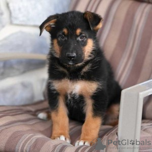 Foto №1. deutscher schäferhund - zum Verkauf in der Stadt Prag | Frei | Ankündigung № 124137