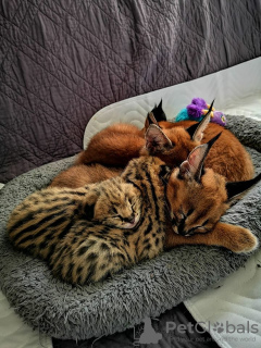 Foto №3. Serval und Savannah Kittens und Caracal registriert. Polen