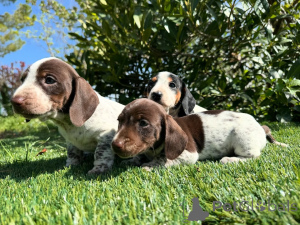 Foto №1. dackel - zum Verkauf in der Stadt München | verhandelt | Ankündigung № 160852
