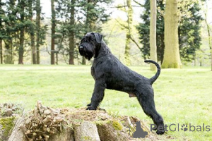 Foto №3. Wunderschöne Riesenschnauzer-Welpen. Zypern