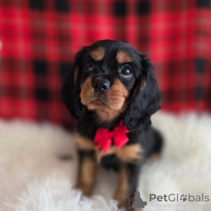 Foto №2 zu Ankündigung № 155575 zu verkaufen cavalier king charles spaniel - einkaufen Schweden quotient 	ankündigung