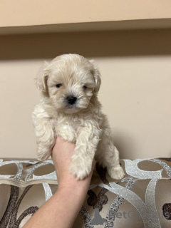 Foto №1. pudel (royal), pudel (toy) - zum Verkauf in der Stadt Helsinki | 500€ | Ankündigung № 163531