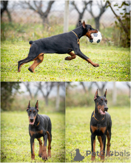 Foto №1. dobermann - zum Verkauf in der Stadt Loznica | verhandelt | Ankündigung № 124058