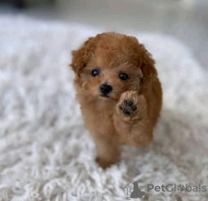 Foto №1.  - zum Verkauf in der Stadt Alabama Shores | 425€ | Ankündigung № 133705