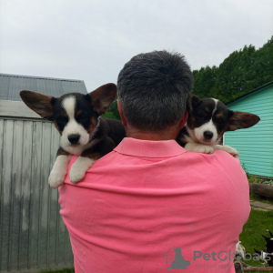 Foto №1. welsh corgi - zum Verkauf in der Stadt Москва | 308€ | Ankündigung № 52595