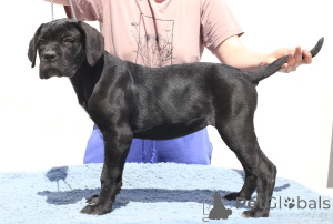 Foto №4. Ich werde verkaufen cane corso italiano in der Stadt Buzău. züchter - preis - 1700€