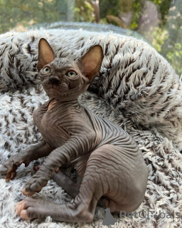 Foto №2 zu Ankündigung № 93333 zu verkaufen sphynx-katze - einkaufen USA quotient 	ankündigung