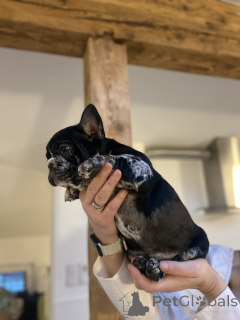 Foto №3. Exklusive! Französische Bulldoggen Welpen.. Österreich
