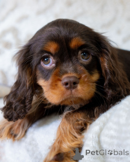 Foto №3. Süß, verspielt und voller Sonnenschein, Lilys Herz blüht vor Liebe, wohin sie. Schweiz