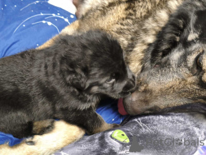 Foto №2 zu Ankündigung № 164489 zu verkaufen saarlooswolfhund - einkaufen Estland quotient 	ankündigung