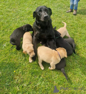 Foto №2 zu Ankündigung № 147057 zu verkaufen labrador retriever - einkaufen USA quotient 	ankündigung