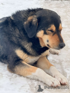 Foto №2 zu Ankündigung № 165753 zu verkaufen mischlingshund - einkaufen Weißrussland quotient 	ankündigung