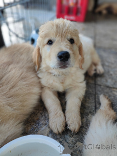 Foto №1. golden retriever - zum Verkauf in der Stadt Marseille | verhandelt | Ankündigung № 177479