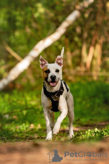 Zusätzliche Fotos: Der schöne Hund Darius ist in guten Händen.