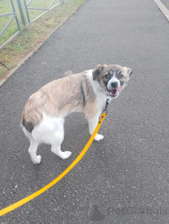 Foto №1. mischlingshund - zum Verkauf in der Stadt St. Petersburg | verhandelt | Ankündigung № 157818