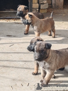 Foto №4. Ich werde verkaufen belgischer schäferhund in der Stadt Bačka Topola. quotient 	ankündigung - preis - verhandelt