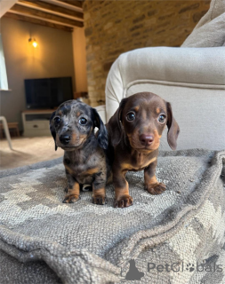 Foto №1. dackel - zum Verkauf in der Stadt Idar-Obestein | 350€ | Ankündigung № 154949