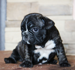 Zusätzliche Fotos: Ich biete Welpen französische Bulldogge an