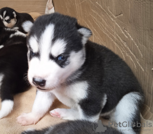 Foto №2 zu Ankündigung № 107762 zu verkaufen siberian husky - einkaufen Finnland quotient 	ankündigung, züchter