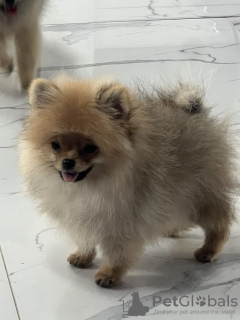 Foto №3. Pommersche Spitzwelpen. Serbien