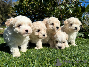 Foto №1. maltipu - zum Verkauf in der Stadt Manzini | verhandelt | Ankündigung № 160856