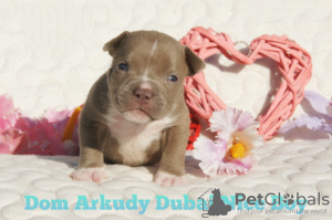 Zusätzliche Fotos: American Bully Kennel