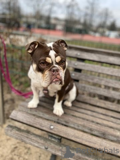 Foto №3. English Bulldog for sale. Deutschland