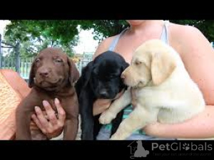 Foto №1. labrador retriever - zum Verkauf in der Stadt Paris | 700€ | Ankündigung № 160967