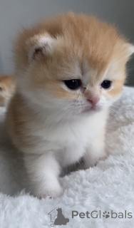 Foto №1. britisch kurzhaar - zum Verkauf in der Stadt Prag | 800€ | Ankündigung № 161233