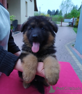 Foto №3. Deutscher Schäferhund, Welpen, ZKwP, FCI. Polen