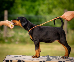 Zusätzliche Fotos: Dobermann-Welpen